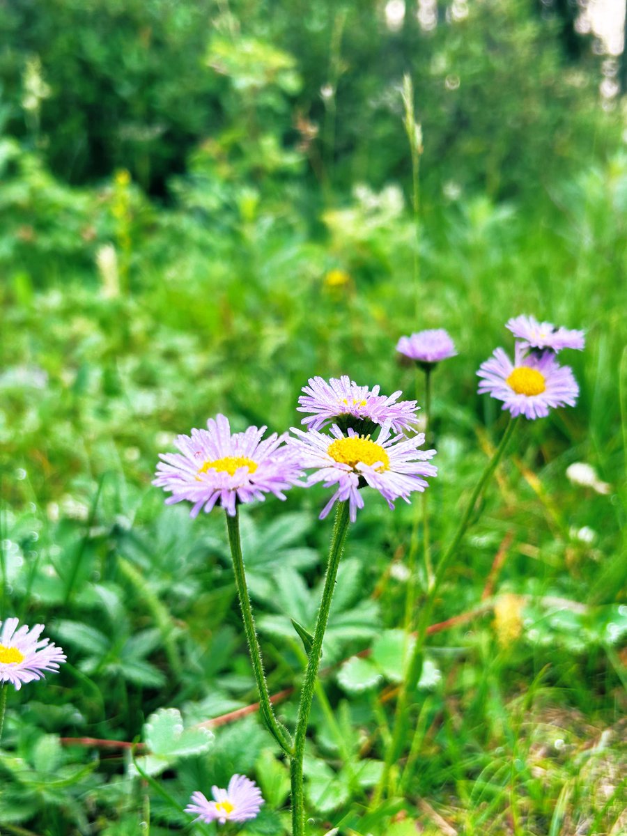 crantina's tweet image. Good morning from #stationflats #Kcountry #Kananaskis