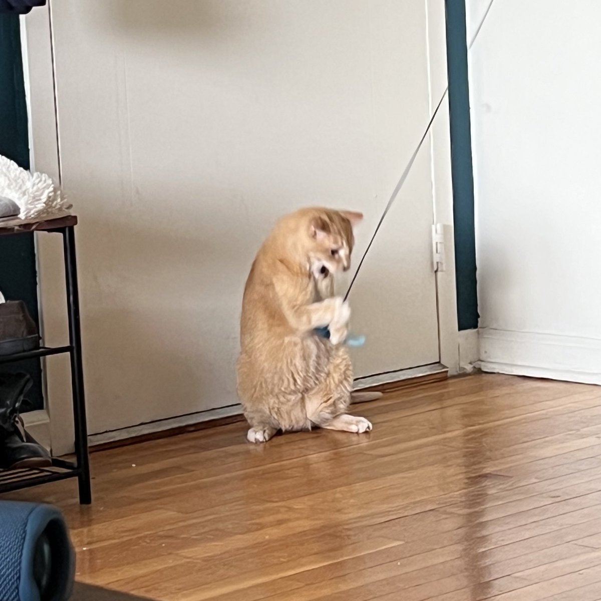 joeyfreckle's tweet photo. fetherless ✅
biped ✅ https://t.co/YiRxcS2GD4