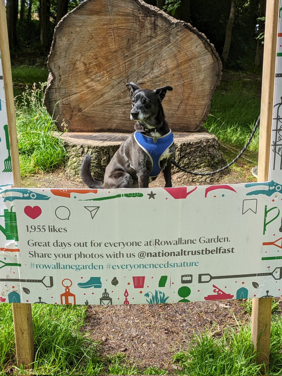 SMDeane's tweet photo. @NationalTrustNI #Rowallane
The Dog park was so good, we had 2 plays!! 1 before coffee and one after 😁
#cooperlovesthepark https://t.co/li02fXLu3V