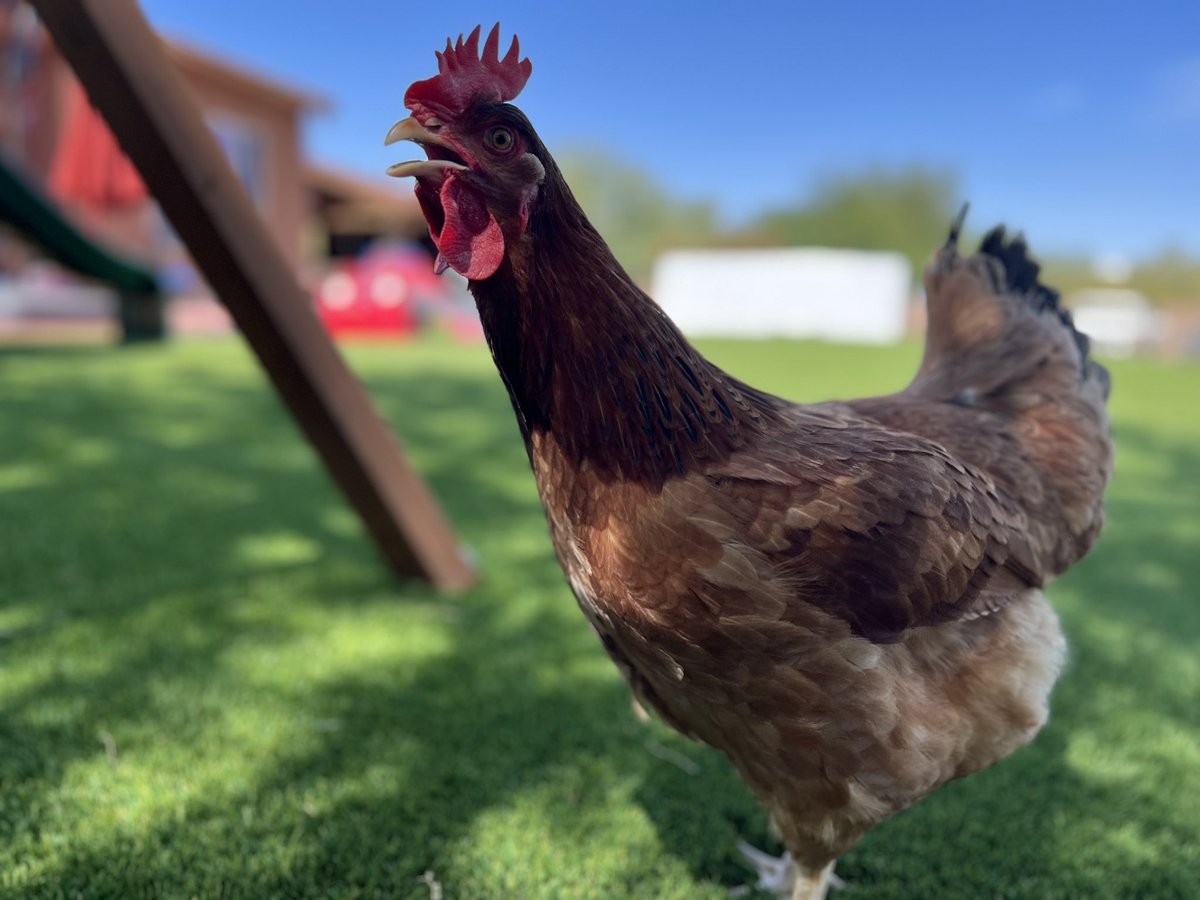 SlipherGarage's tweet photo. What the cluck!?! Why’s it so hot outside! 
#Arizona #itsadryheat #state48 #chicken #yardraptor #fireheat https://t.co/O6nPQWVdnj