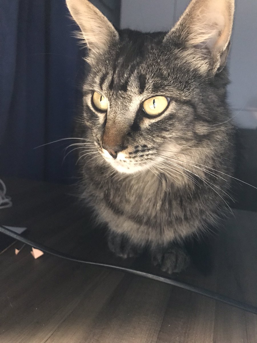 andstudys's tweet image. Minha companhia para os estudos da madrugada :(