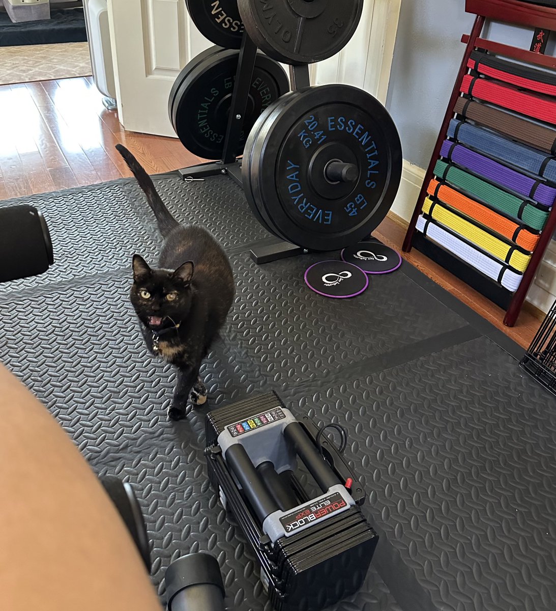 thekatyo's tweet photo. I have the most vicious trainer in America and it’s not even close https://t.co/lsq3DCA5li