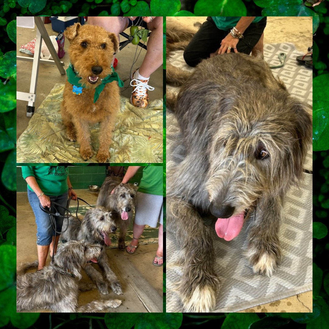 cleveland_irish's tweet photo. Don’t forget to come visit our furry friends by the kids area in Building 38! 🐕🍀

#IrishFestival #ClevelandIrishFest #IrishCulture#FamilyFun #CICF https://t.co/WY48VzQET6