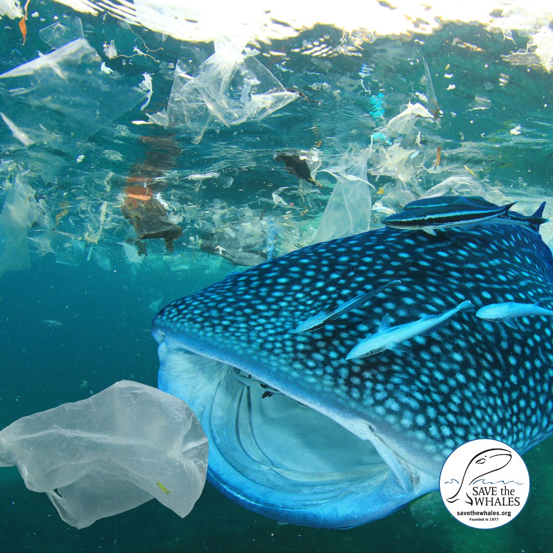 Marine mammals of all kinds are unintentionally swallowing harmful debris,
mistaking it for prey. By taking small steps, such as using eco-friendly products and supporting sustainable practices, we can ensure a safer future for our beloved
ocean dwellers.  #savethewhales