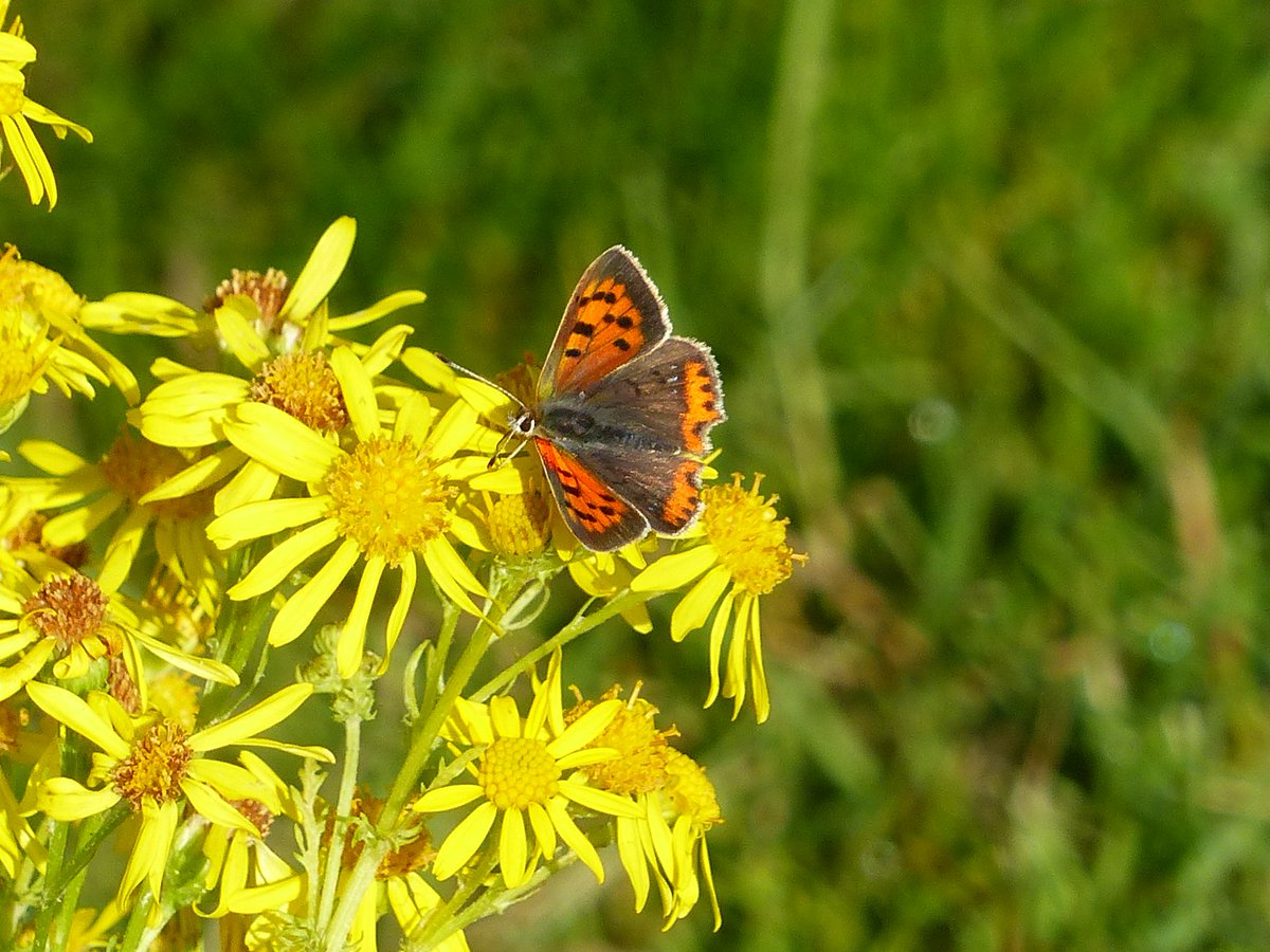IreneBoston2's tweet photo. Productive trundle at Roydon for butterflies the other day - knee deep in Skippers, Small Coppers, and a lone Brown Argus. @NorfolkWT https://t.co/EHRWMrKEfW
