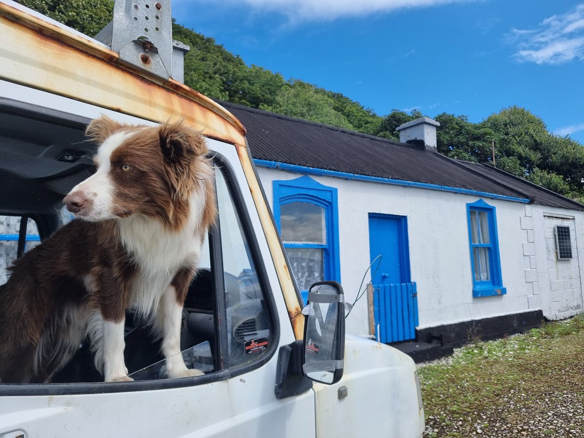 First time ever on #rathlin straight off the ferry to this epic sight 🐶 🚌 #instaireland #rathlinisland #dogsofireland