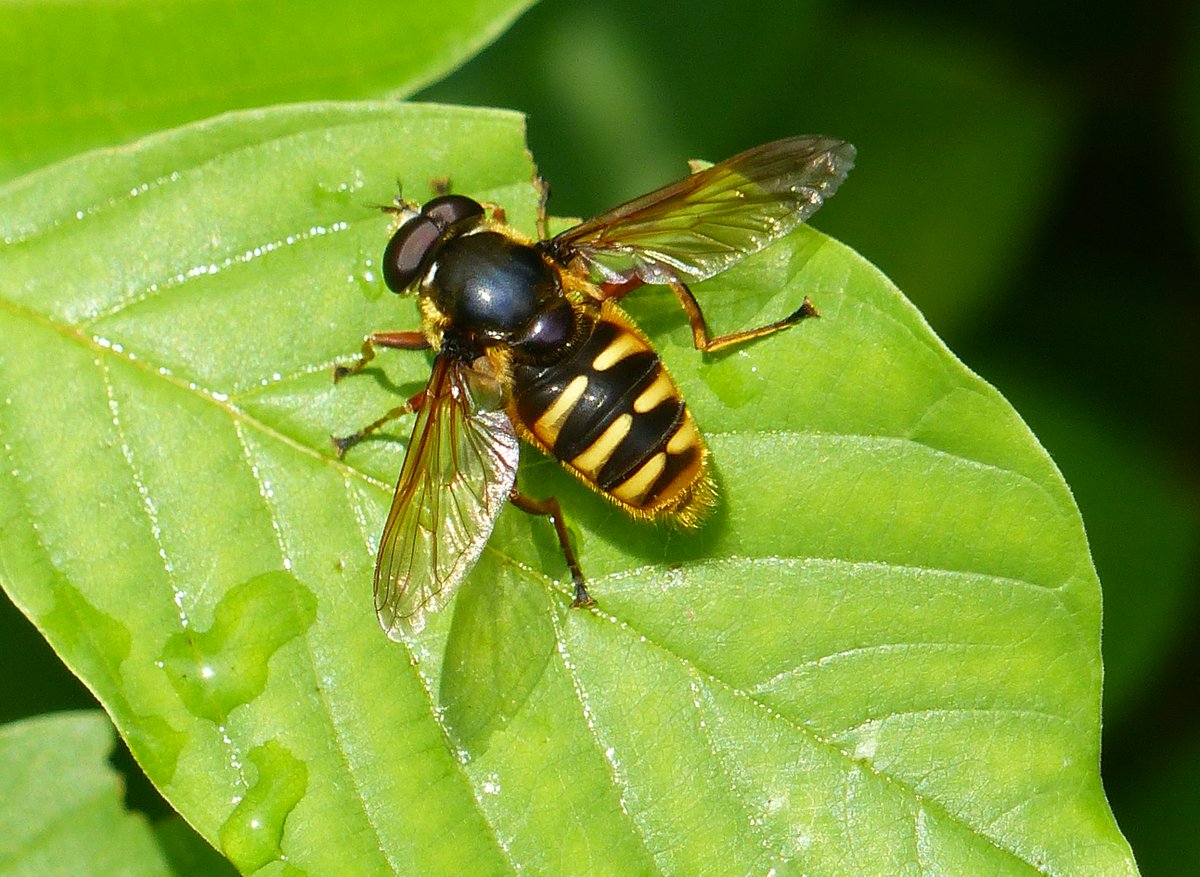 IreneBoston2's tweet photo. As usual with Roydon, there's fascination and life everywhere - stunning Beewolves, Shaded Broad-bar, masses of Silver Ys on the heath and Yellow-barred peat hoverfly (Sericomyia silentis) I think. @NorfolkWT https://t.co/7QAMrMT232