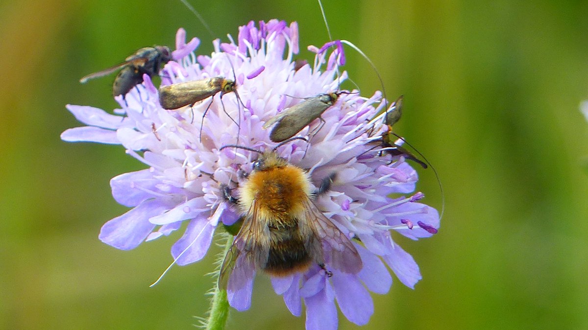 IreneBoston2's tweet photo. A fairly crowded scabius! Common Carder Bee (male?) along with fairy longhorn moths. The photo is probably not good enough for an ID but they are stunning nonetheless. @norfolkmoths @NorfolkNats https://t.co/zdXeHJwmVM