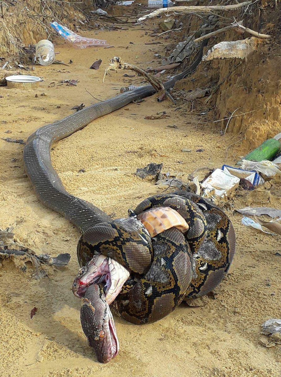 The python suffocated the King Cobra while the king cobra bit it. Both snakes died, one from asphyxiation and the other from the venom.

And that is how people destroy each other. Friendships end, relationships end, and families end up decimating themselves because one always https://t.co/0S5iEjTE2b