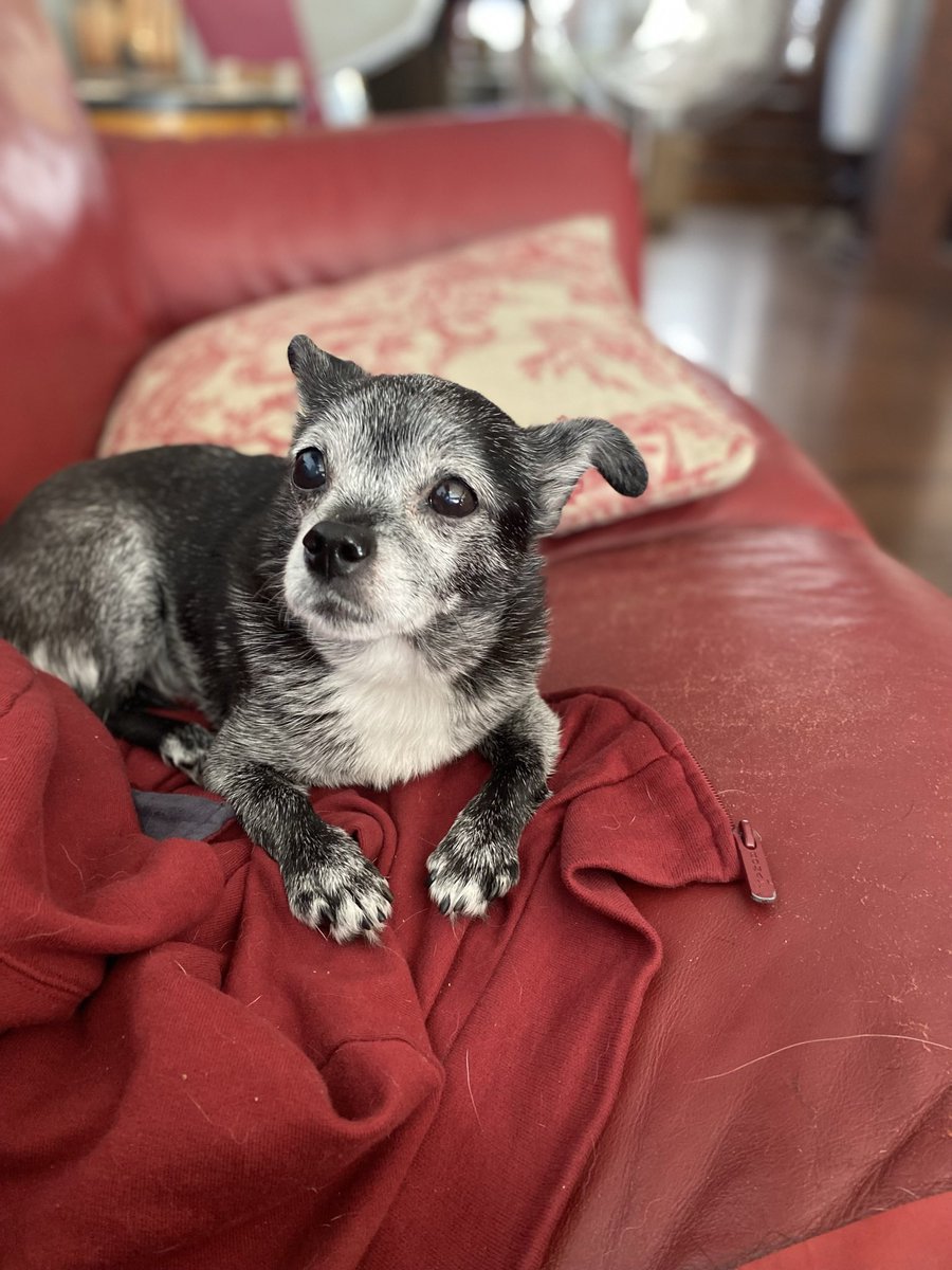 NicoleSpector's tweet photo. My darling girl, Netta, is leaving this realm today. Please send us love. https://t.co/bHC5fThtLI