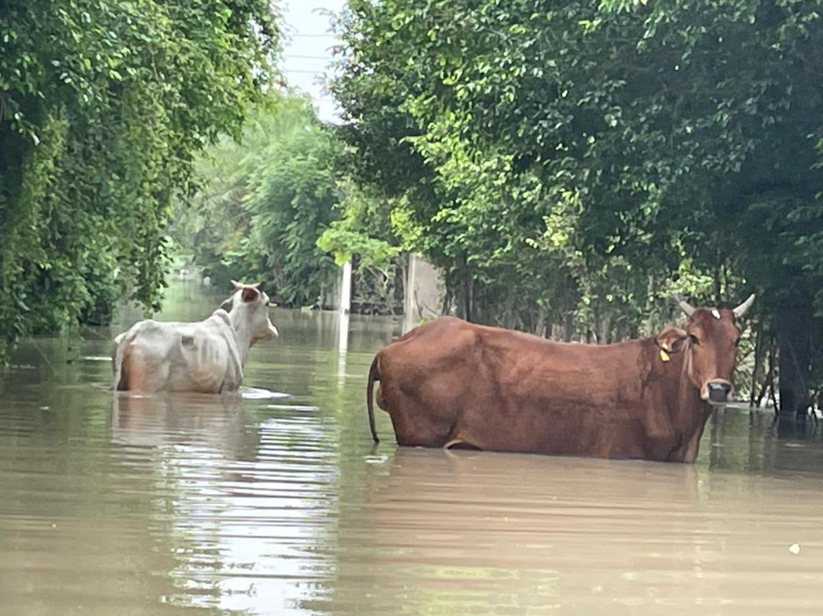 slimmingsaga's tweet photo. @KumaarSaagar @myogiadityanath Govt cows are still trapped.We need to rescue them. They are not allowing voulnteers to rescue them. https://t.co/wFMO9Un4Se
