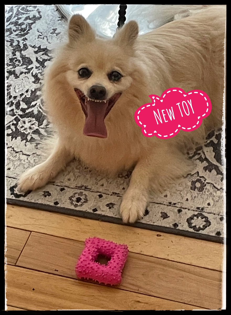 myluvsqueakytoy's tweet photo. 3:03pm on a Saturday afternoon. Chris-dad is playing HARD. Plus, he bought me a new toy at #Renys and I’m panting like a nutter in the summer humidity. Good times!! #dogs https://t.co/BkQOeuFpBC