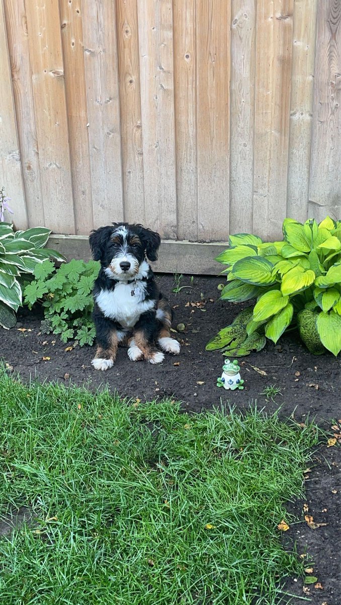 [OC] My puppy sits beside this maple leaf frog every morning