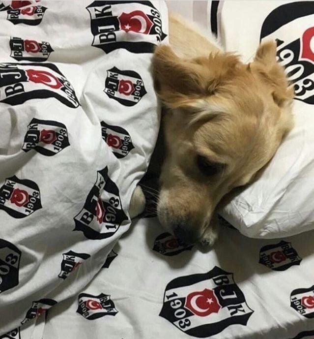 Meriç (@merickocapinarr) on Twitter photo 