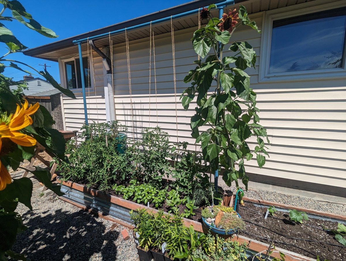 squirrellychef's tweet photo. @Marisa_Ingemi A trellis is more setup than tomato cages, but it will make everything else much more user friendly. https://t.co/Fl2EFu8GTn