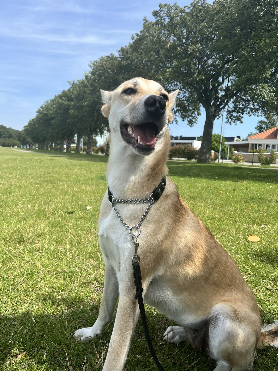 Vår fina tjej Nala🥹🥹🥹 älskar så mycket