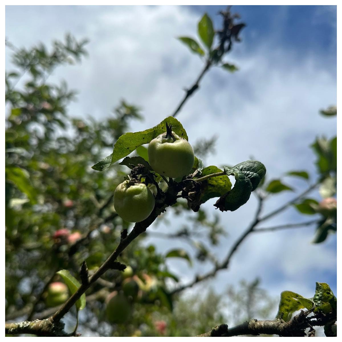 BackTTGardenCC's tweet photo. O R G A N I C • F A R M 🍏 Shout out to @redhousefarm who held some free tours around their organic farm today. Becky our deputy manager from #broadheath went to visit! 🌱
#redhousefarm #organicfarming #organicfarming #lovelocal #supportlocal https://t.co/wR9HXnBj2a