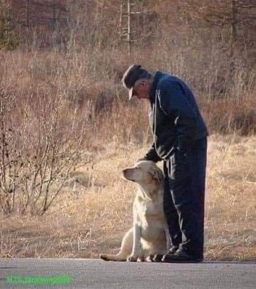 The Dalbo Dog tweet media