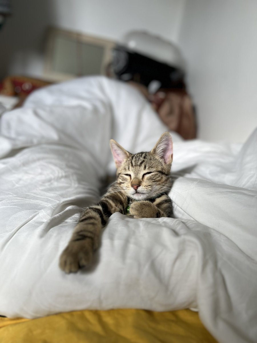 seertorshi's tweet photo. i can’t even begin to tell you how having a kitten has changed my life i actually can’t deal with how much i love him https://t.co/HHjMU6jNk3