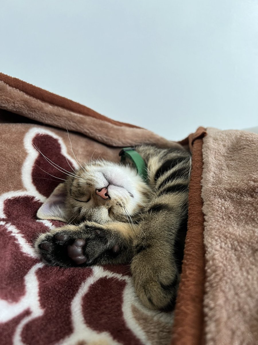 seertorshi's tweet photo. i can’t even begin to tell you how having a kitten has changed my life i actually can’t deal with how much i love him https://t.co/HHjMU6jNk3