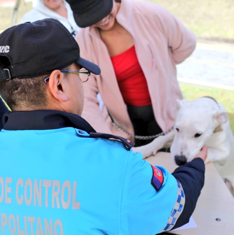 agentesdequito's tweet photo. 🐕‍🦺#QuitoResponsable | Varios canes fueron declarados aptos para realizar el Curso de Adiestramiento Básico.

✅ Mañana reanudaremos la selección a partir de las 08h00, si ya inscribiste a tu can, acude al cuartel general para finalizar la inscripción. #SomosAgentesDeQuito👮 https://t.co/TfpdZ6bDAK