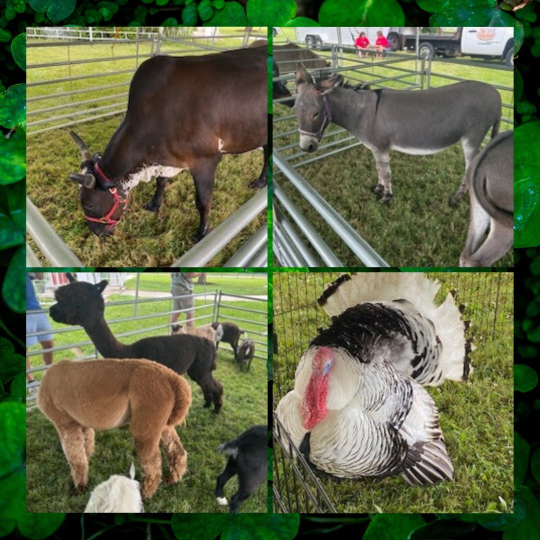 cleveland_irish's tweet photo. Our kids area wouldn’t be complete without our petting zoo! Make sure to stop by and say hello to all of our furry friends this weekend! 🍀🦃🦙🐃🐐 https://t.co/JkKOt062Ut