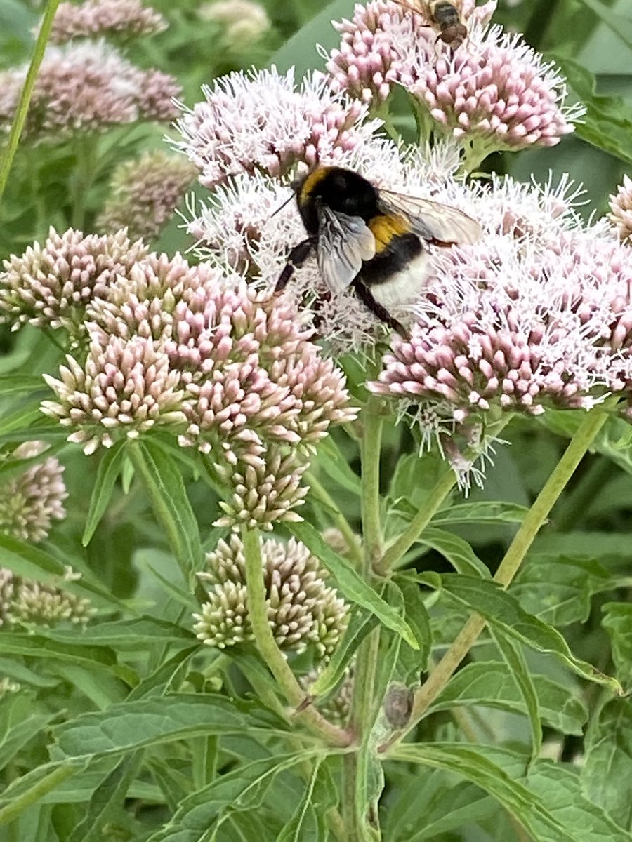 SKiezebrink's tweet photo. Het #Koninginnekruid aan de #Postweg nabij #Staverden zit deze dagven vol prachtige #vlinders, #zweefvliegen en #hommels andere #insecten.
#ErmeloBuitenleven https://t.co/LJrstajwSM