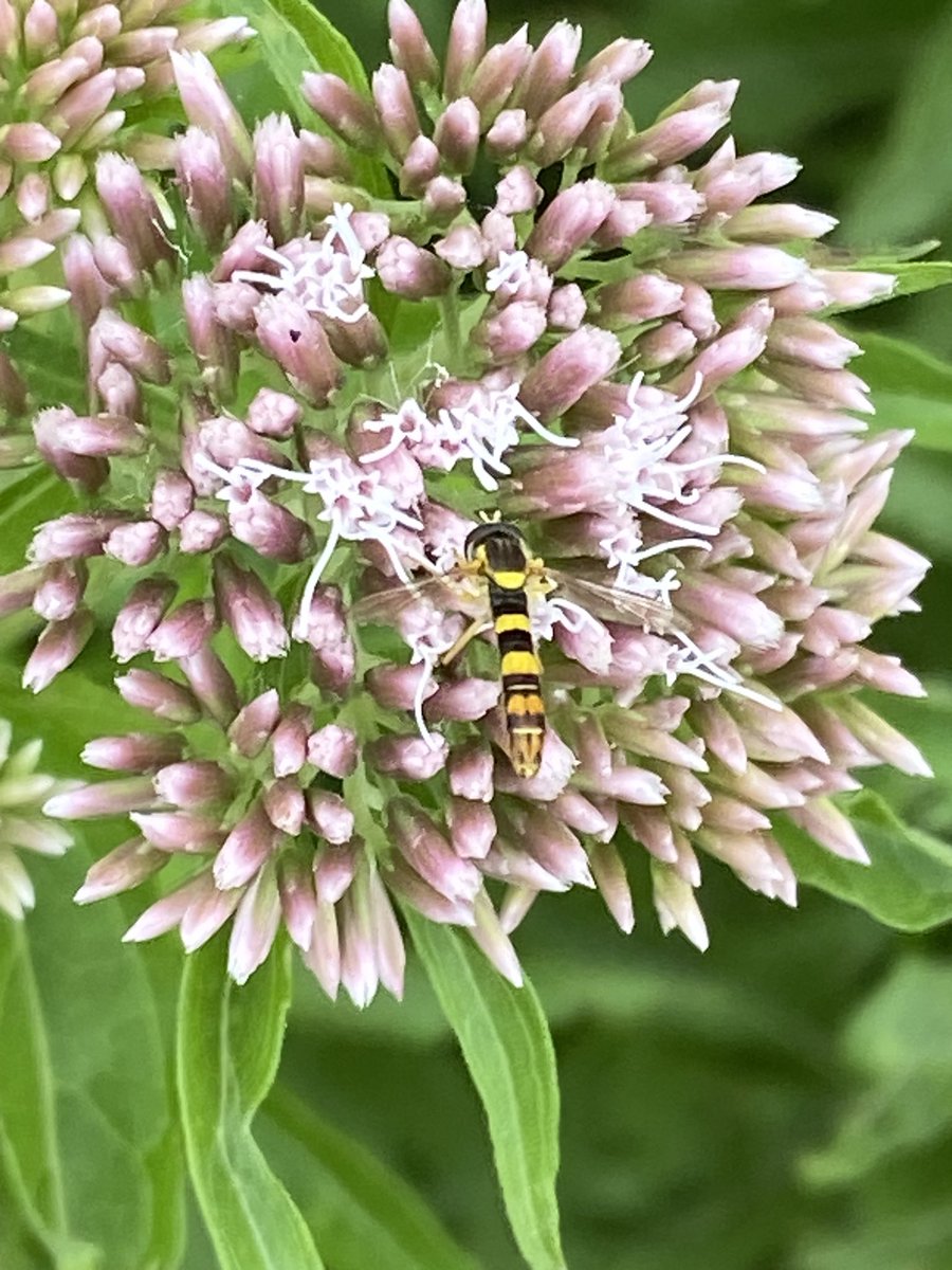 SKiezebrink's tweet photo. Het #Koninginnekruid aan de #Postweg nabij #Staverden zit deze dagven vol prachtige #vlinders, #zweefvliegen en #hommels andere #insecten.
#ErmeloBuitenleven https://t.co/LJrstajwSM
