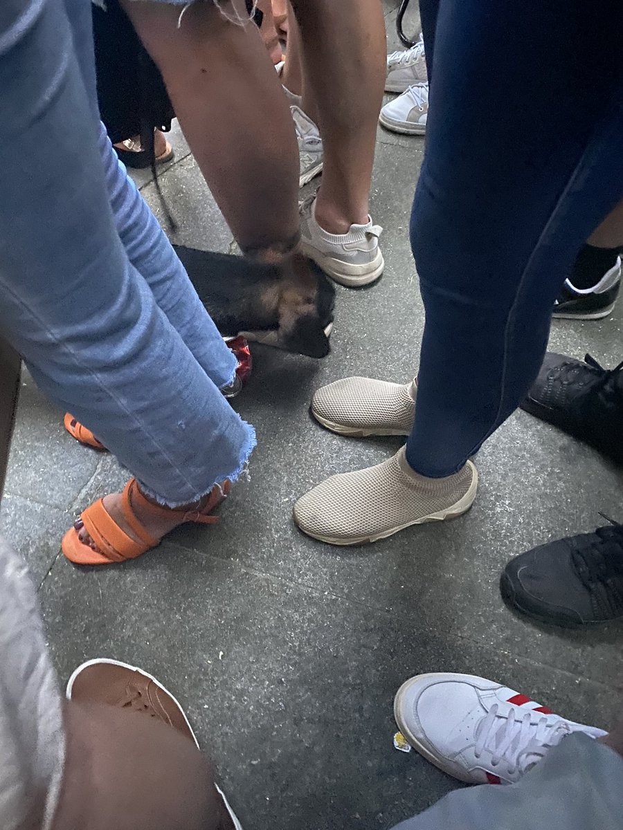Una idea maravillosa meter a tu perro en una exhibición de Redbull. Lleno de gente, sin espacio y ruido de motores fuertes. Añádele que hace calor…

Está mejor aquí, que en la casa🫠