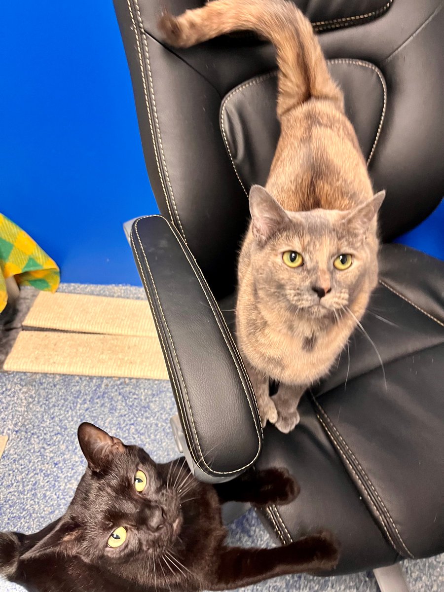 QACAnimals's tweet photo. Who can resist a cat with thumbs &amp; her brother?! Hela &amp; Loki are a bonded pair of 2yr old siblings, but no worries about the terrible twos here. This brother &amp; sister are lovebugs, wanting pets and attention. If you think these two are a good fit for your home, come say hello! https://t.co/jEADDFLoqd