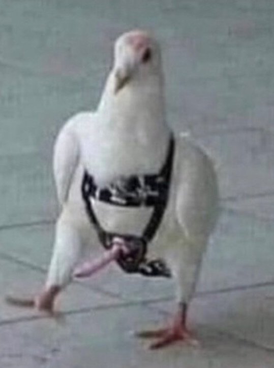ThatPigoen's tweet photo. White chicks are differently different... https://t.co/rtYQ5wamaW