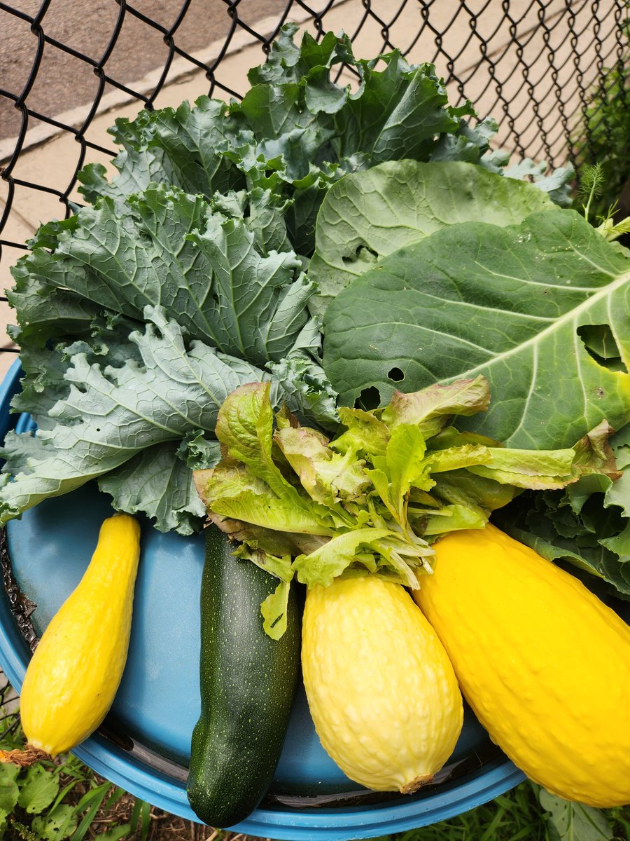 Beautiful day for our 2nd annual CommUNITY summer picnic at the vacant lot on Park St in #Dorchester. Good food &amp; good company - and look at those squash! 😍