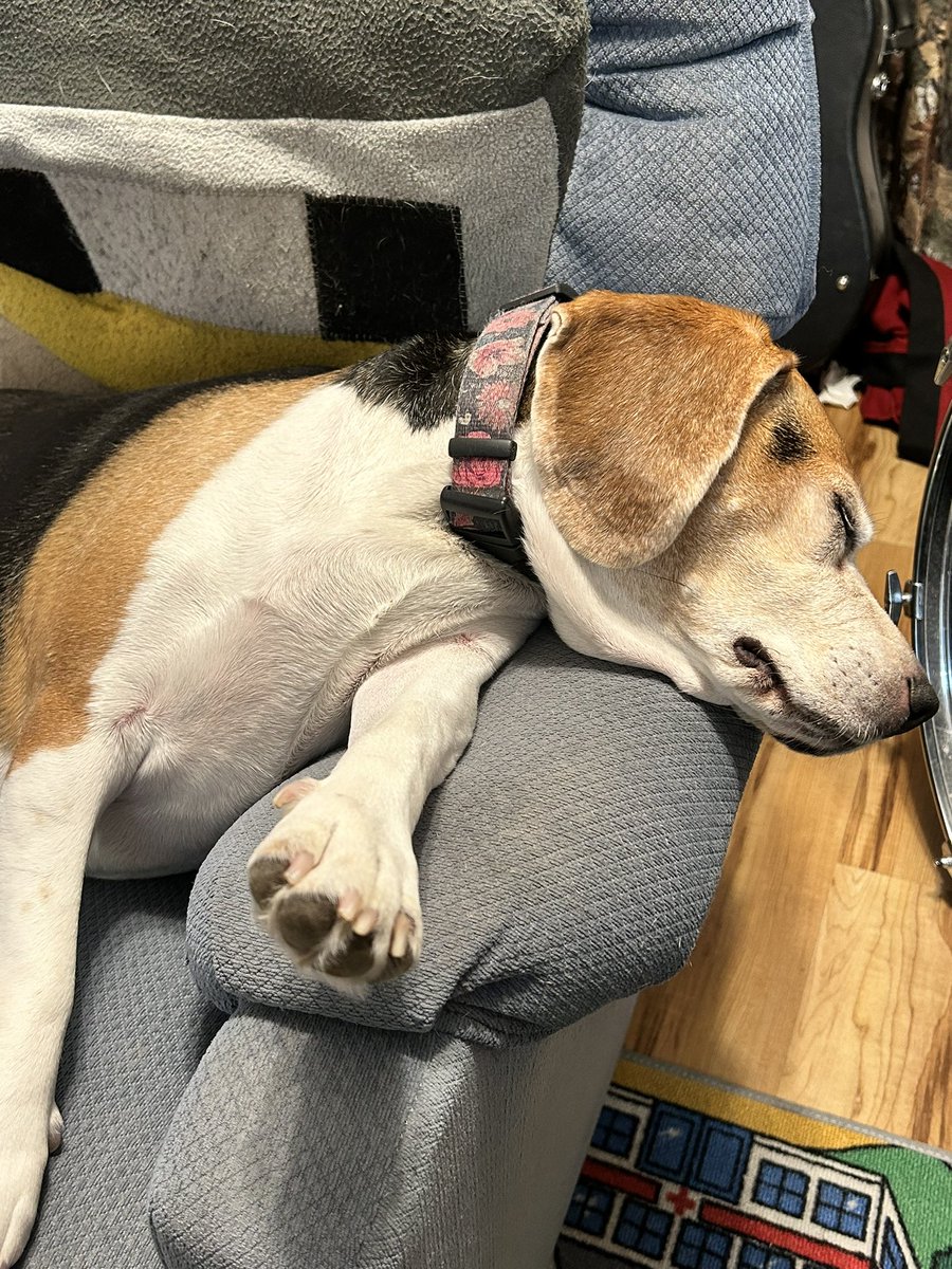 CaldecZoo's tweet photo. Being a Snoot is tiring work. Naps are needed often 
#beagle https://t.co/nCsxO9dRsO