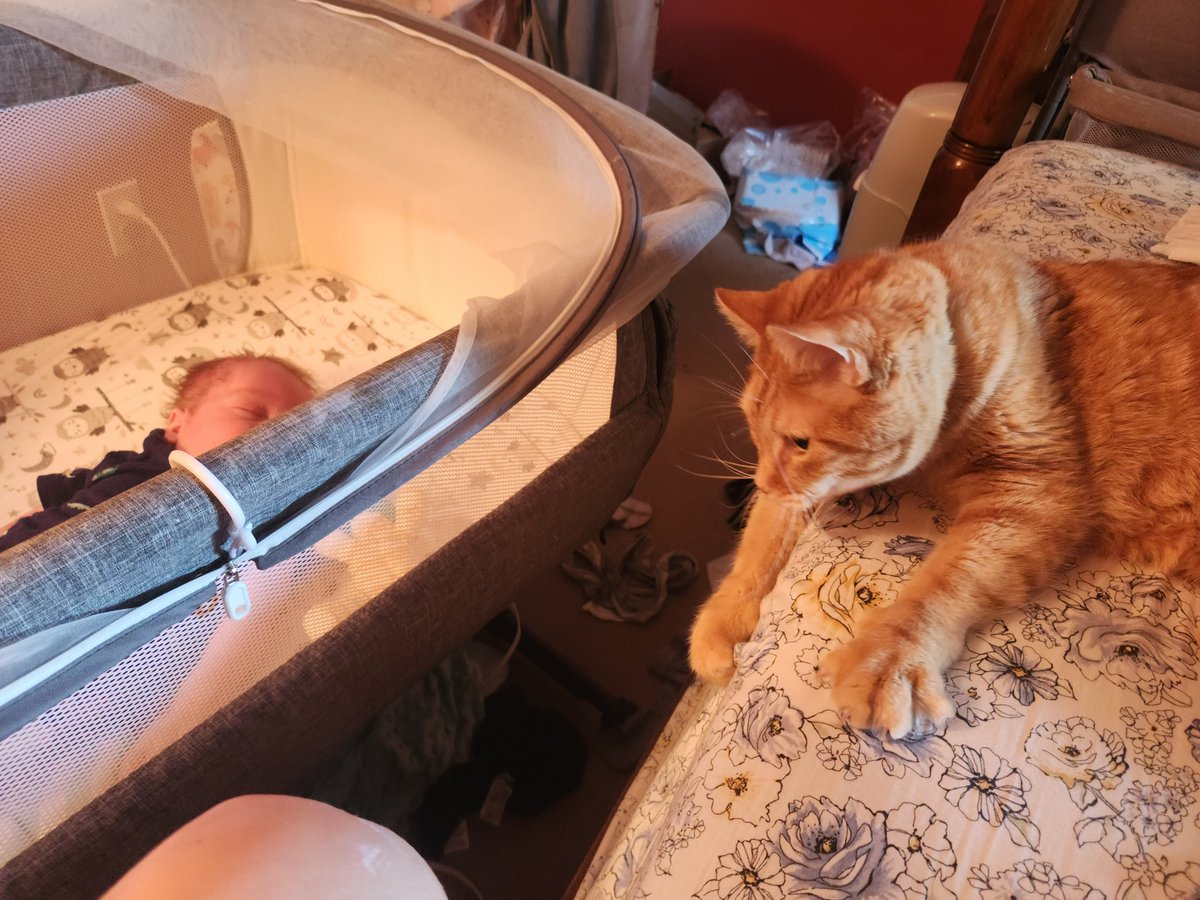 The creature in the bassinet is highly suspicious.
