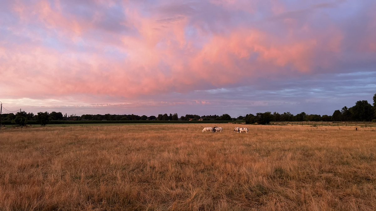 TylerJackSoares's tweet photo. #vrtweer #belgium #Wiekevorst 2145hrs. Amazing views. Perfect temperature. 19C https://t.co/YxaYleNvNd