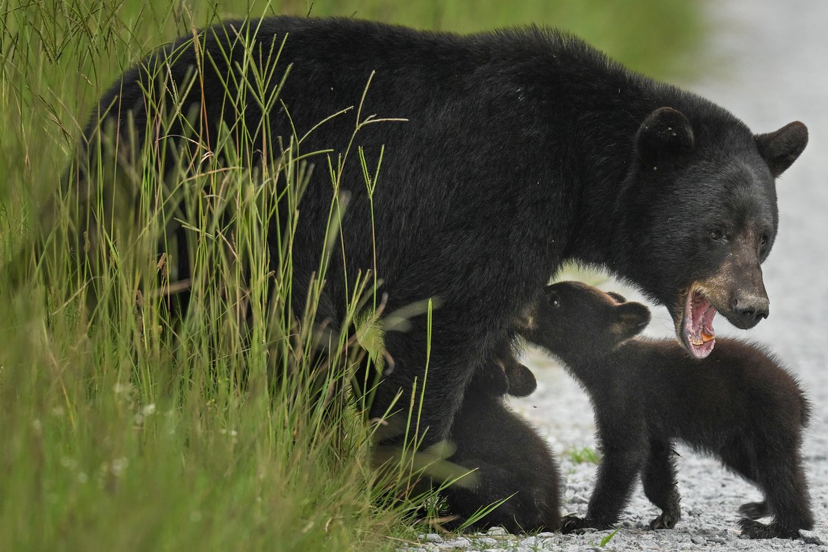 Ouch, be gentle kiddos! A Black bear mom nurses her hungry and impatient twin cubs along the roadside @ Alligator River National Wildlife Refuge, North Carolina. (2023-07-13) #TwitterNatureCommunity #BBCWildlifePOTD #ThePhotoHour #IndiAves #MammalMagic #breastfeedingmama