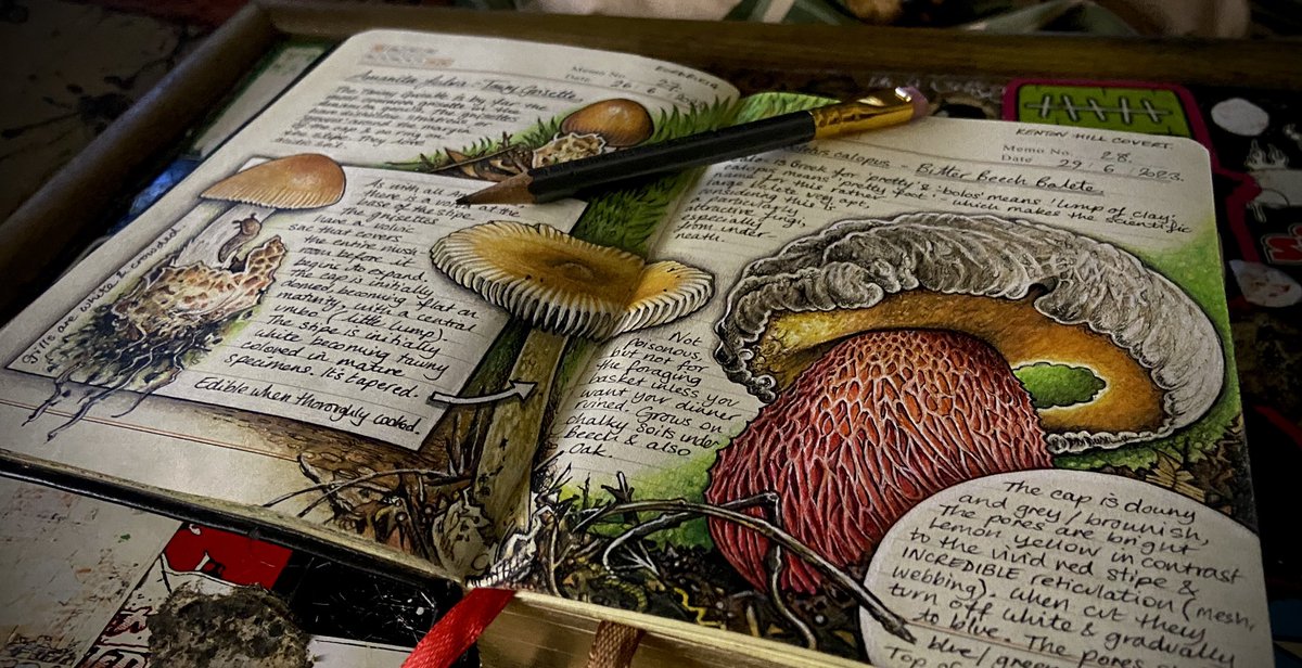 Tawny Grisette & Bitter Beech Bolete work in progress #FungiJournal #Devonmushrooms #fungi #mushrooms #NatureJournal