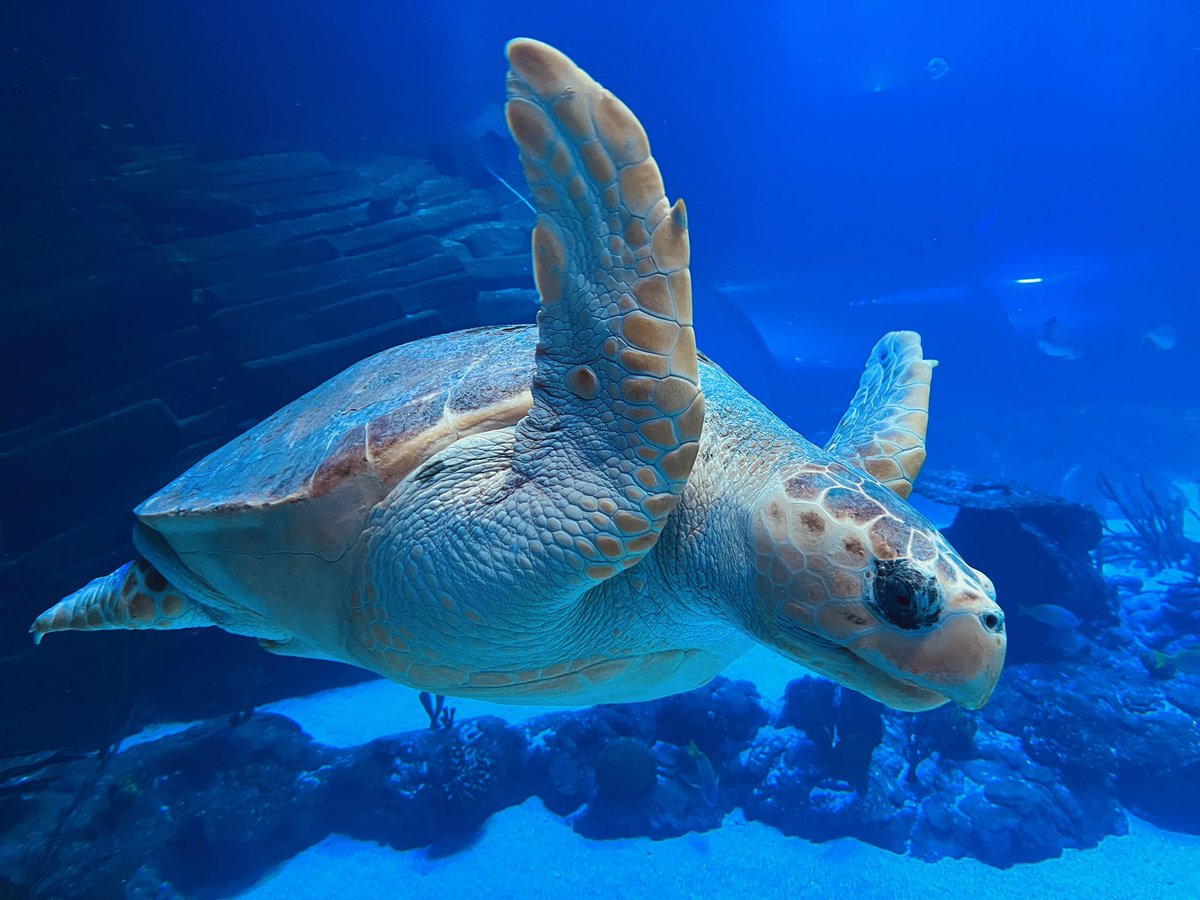 A veces en la vida solo hay que fijarse en lo que tienes a lado para ver lo bonito que es… fotón en el Atlantis casi sin querer… #tortuga #aquarium #fotografia