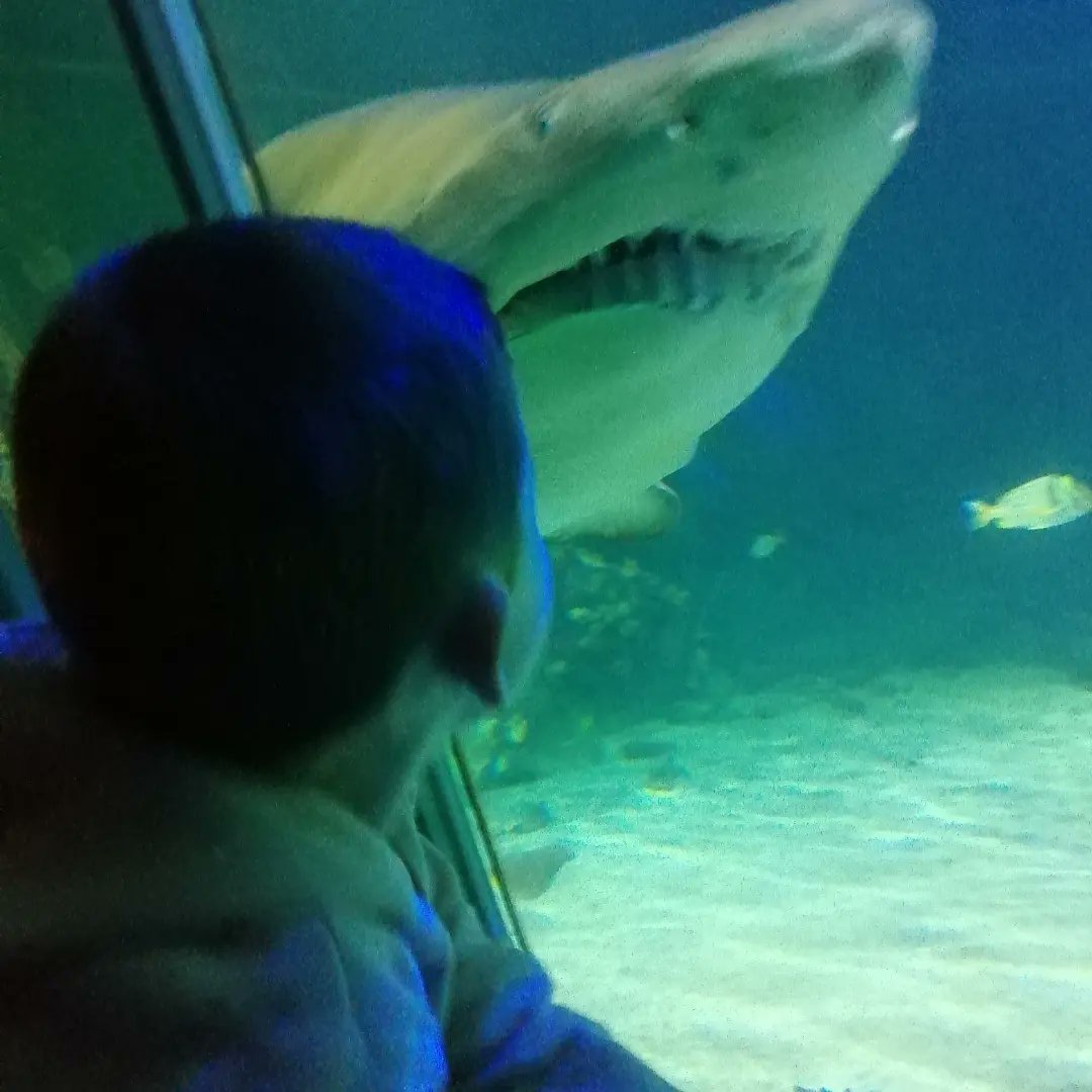 Face to face with a shark at @dingleaquarium
