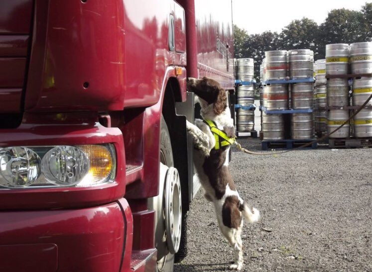 explodoghandler (@explodoghandler) on Twitter photo 