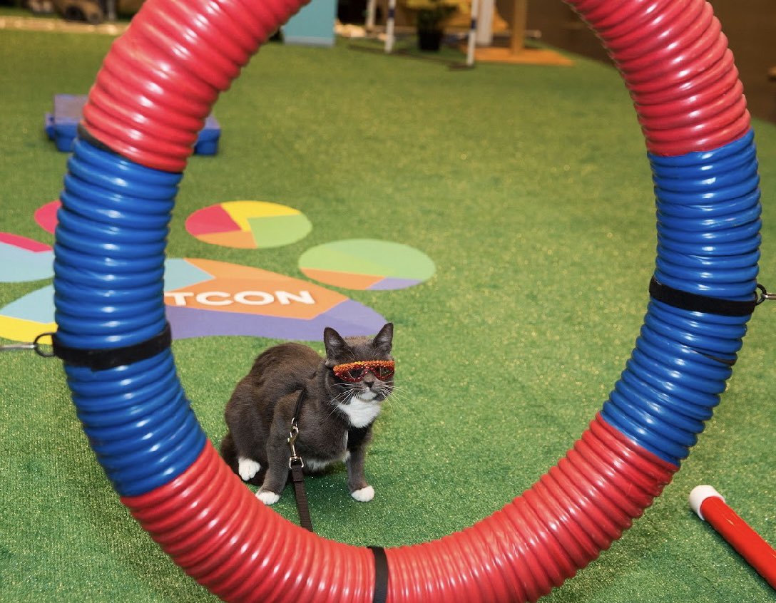 Hope you’re limbering up for the #agilitycourse at #petcon next week