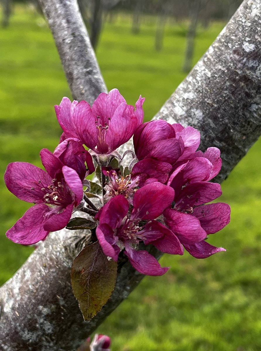 Killahora Orchards tweet media