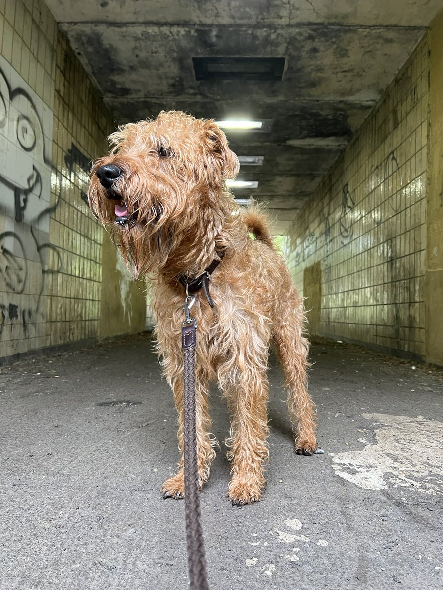 Renfrewshire Catman tweet media