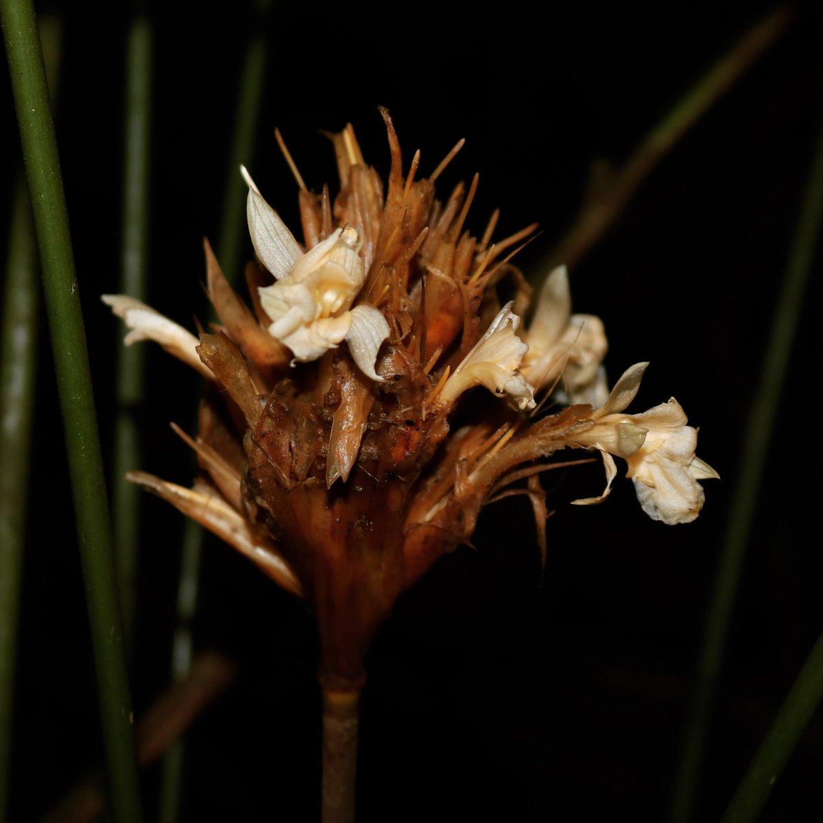 jason_nge's tweet photo. Goeppertia altissima (#Marantaceae) found growing in the Amazon Forest in Ecuador.
.
.
#Goeppertia #GoeppertiaAltissima #rainforest #EcuadorianFlora #AmazonRainforest #AmazonFlora #Neotropics #NeotropicalFlora #TropicalRainforest #biodiversityhotspot #botany #Cuyabeno https://t.co/wwn4BYglE0