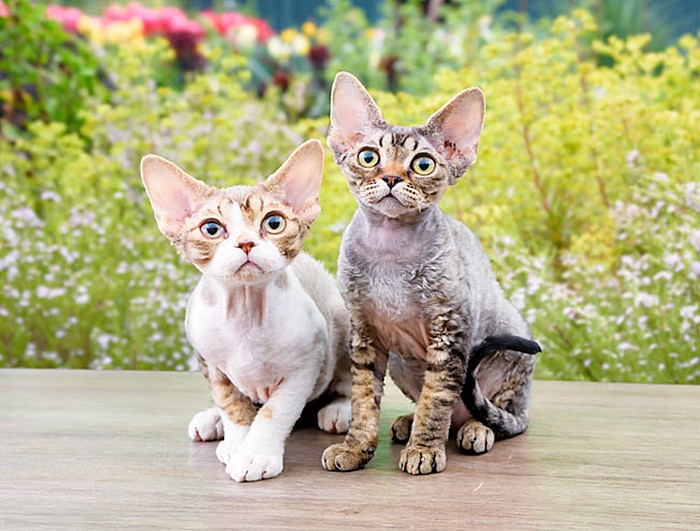Havilah_V's tweet photo. #Caturday:
#Flowers #Flower #PrettyFlowers #ColorfulFlowers #Garden #WildFlowers #Cat #Cats #CatsInCostumes #DevonRexCats #Kittens #DevonRexKittens - Photo by Brian Kimball & KimballStock https://t.co/5JkoikQ47D