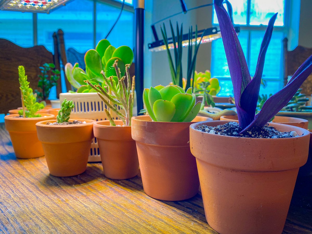 RunningMama0522's tweet image. After last year’s succulent massacre I promised myself I wouldn’t go overboard this year. Today’s delivery of 17 new plant babies proved that I’m a dirty rotten liarpants 😂

#oopsie #succulentjunkie