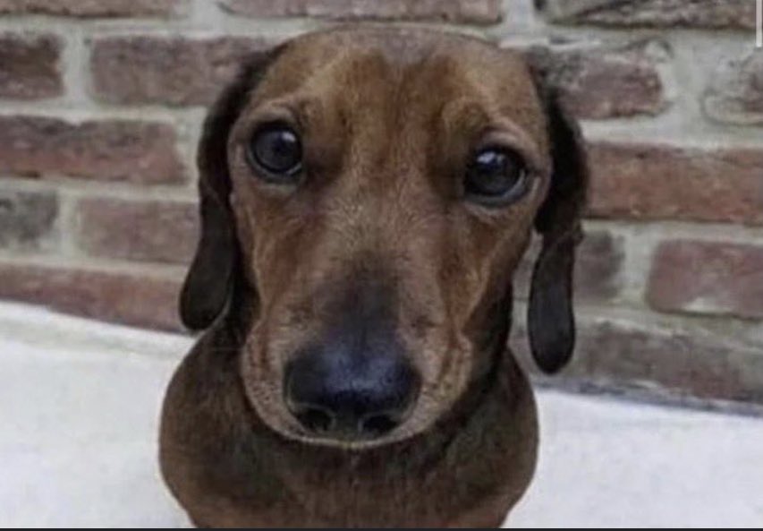 jazzraptwink's tweet image. havin a small dog so funny bc when they want attention they deadass jus sit beside u in yo face like this