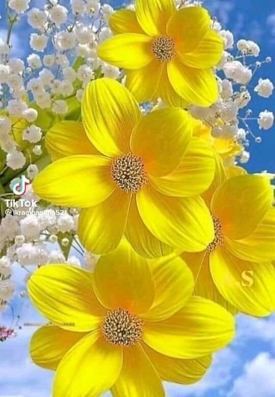 كالورد نحن على قَدر الإهتمام نُزهِر 🌼 
#مساء_الخير_والسعاده_للجميع 💛🌿