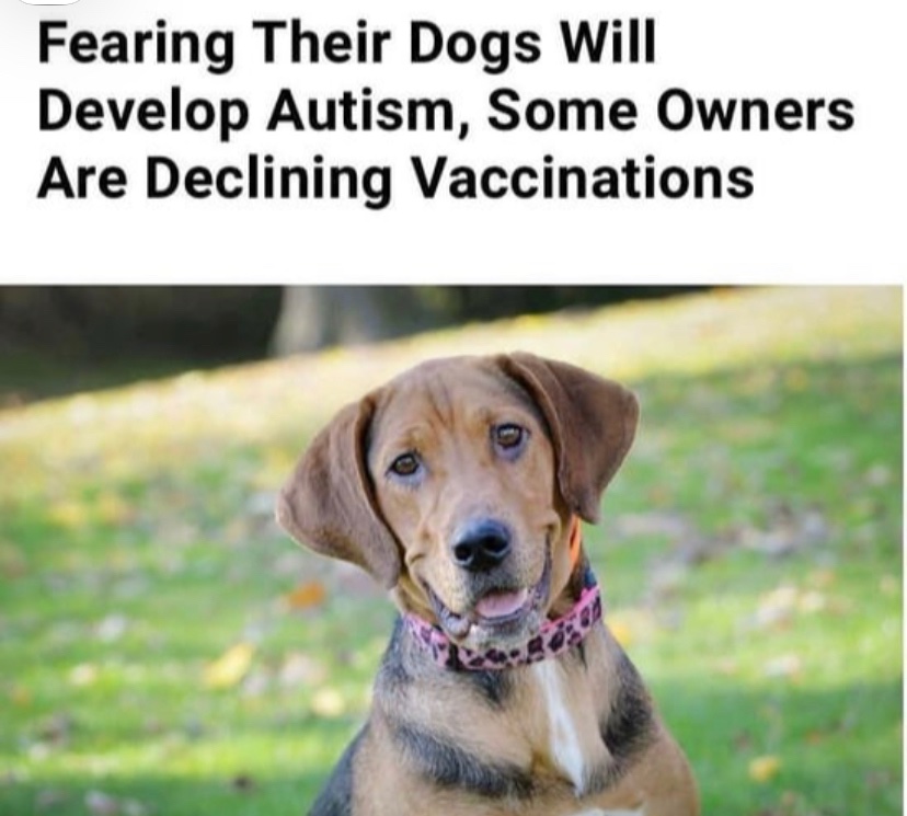 TorontoDog's tweet image. 👍