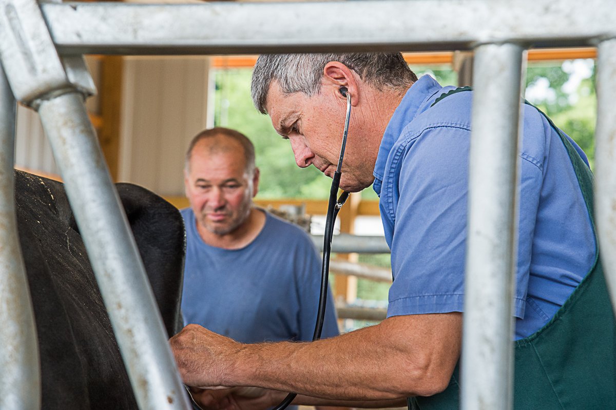 Did you know that dairy farmers hire veterinarians to visit their cows regularly and ensure they're comfortable and in good health? 🐄 Veterinarians can help farmers develop plans to best care for pregnant cows and much more. Read more 🚜 : milkmeansmore.org/milk-local/day…